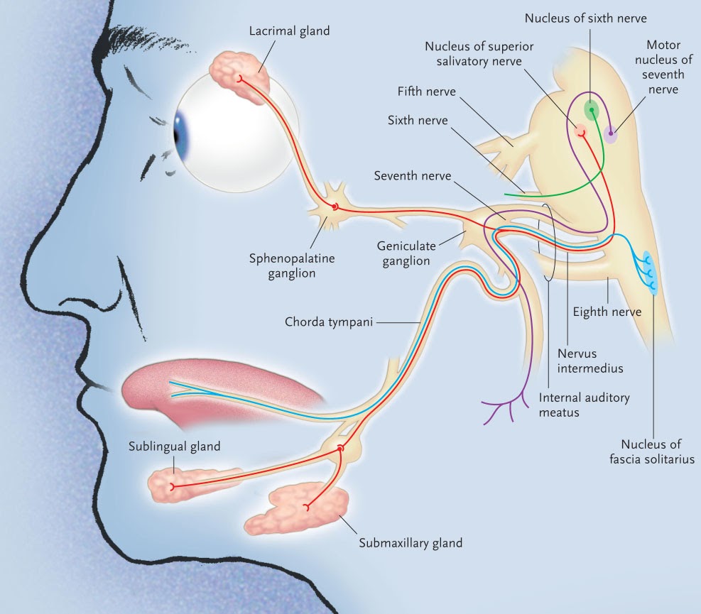 Лицевой нерв схема n intermedius